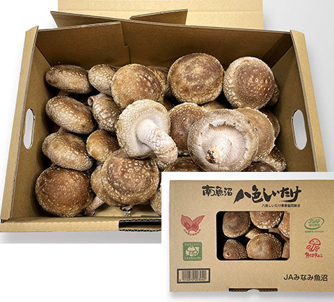 00 NEW 生どんこ椎茸(新潟県魚沼市)1kg/ケース donko shitake mushroom