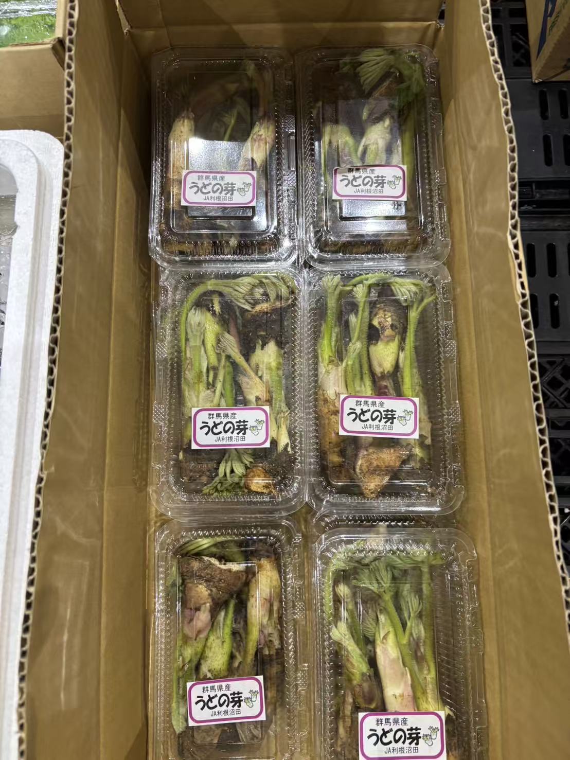 0 NEW UDO NO ME ウドの芽 50G 群馬県