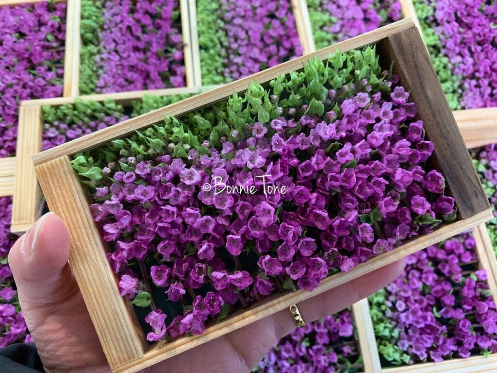 花蘇 HANAHO 50G