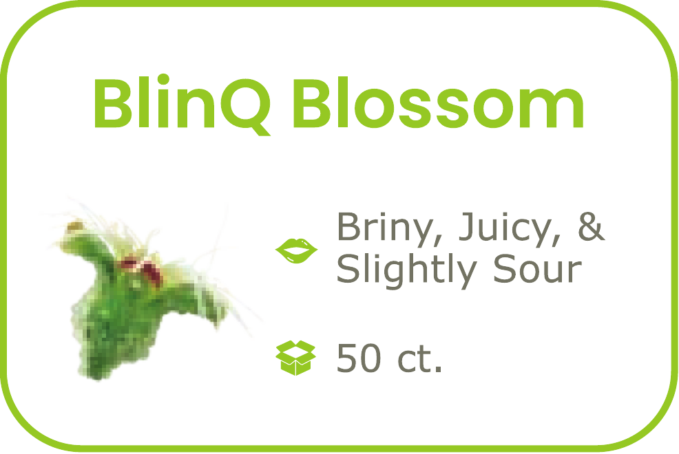 BlinQ Blossom- start from 09/15/2026