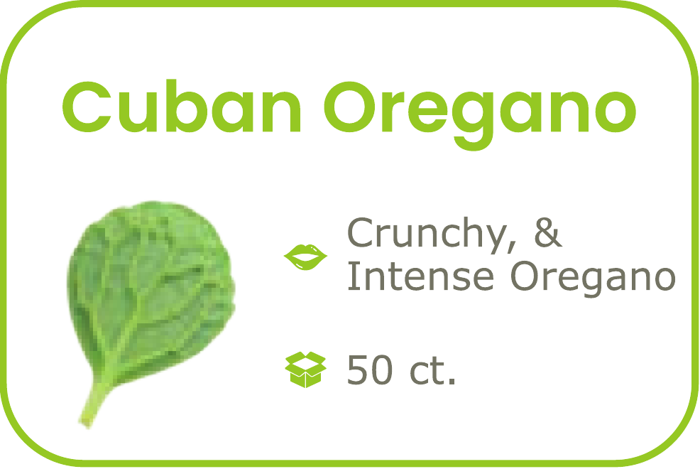 Cuban Oregano- start from 09/15/2026