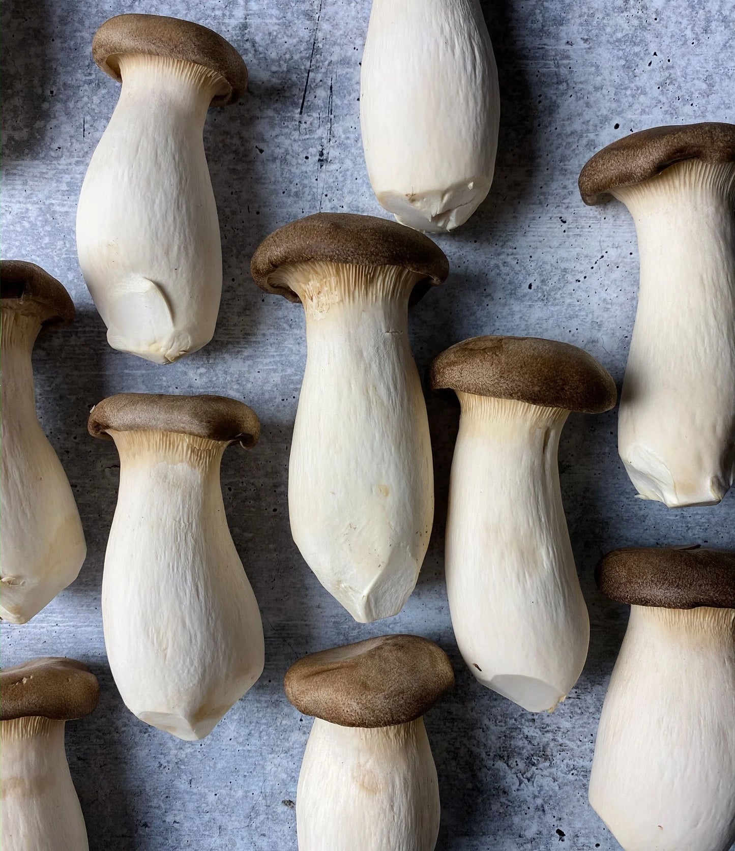 【USA】 KING OYSTER MUSHROOM-6 LB /BOX