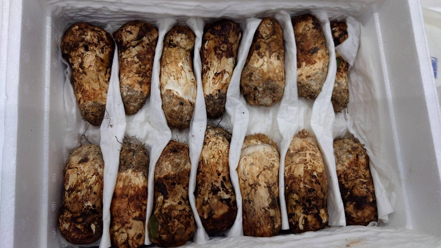 MATSUTAKE (CHINA) 松茸(中国産)1kg/Box