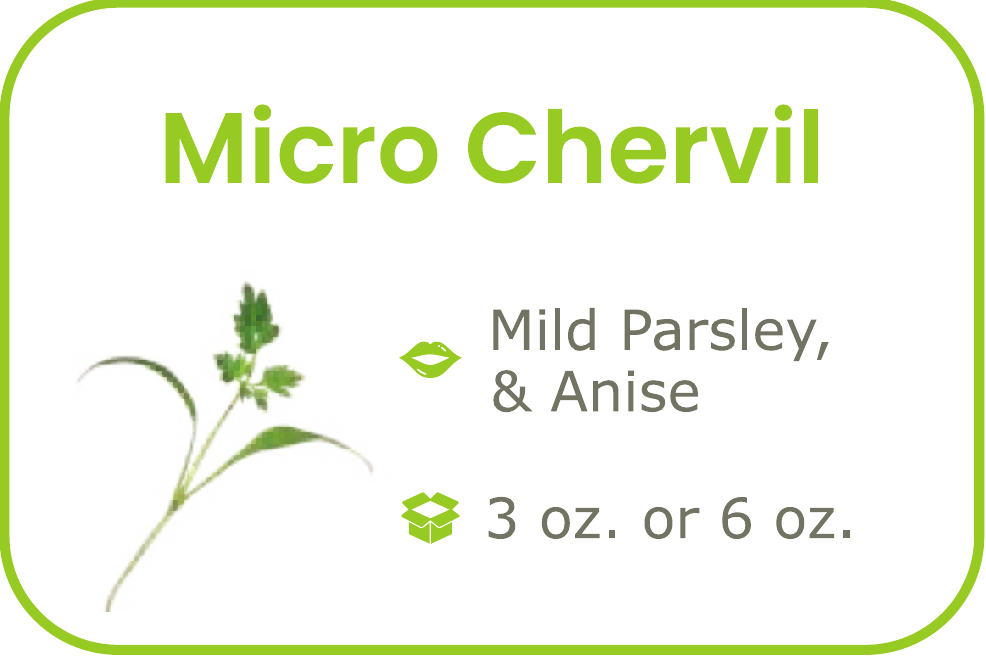 Micro Chervil - start from 09/15/2026