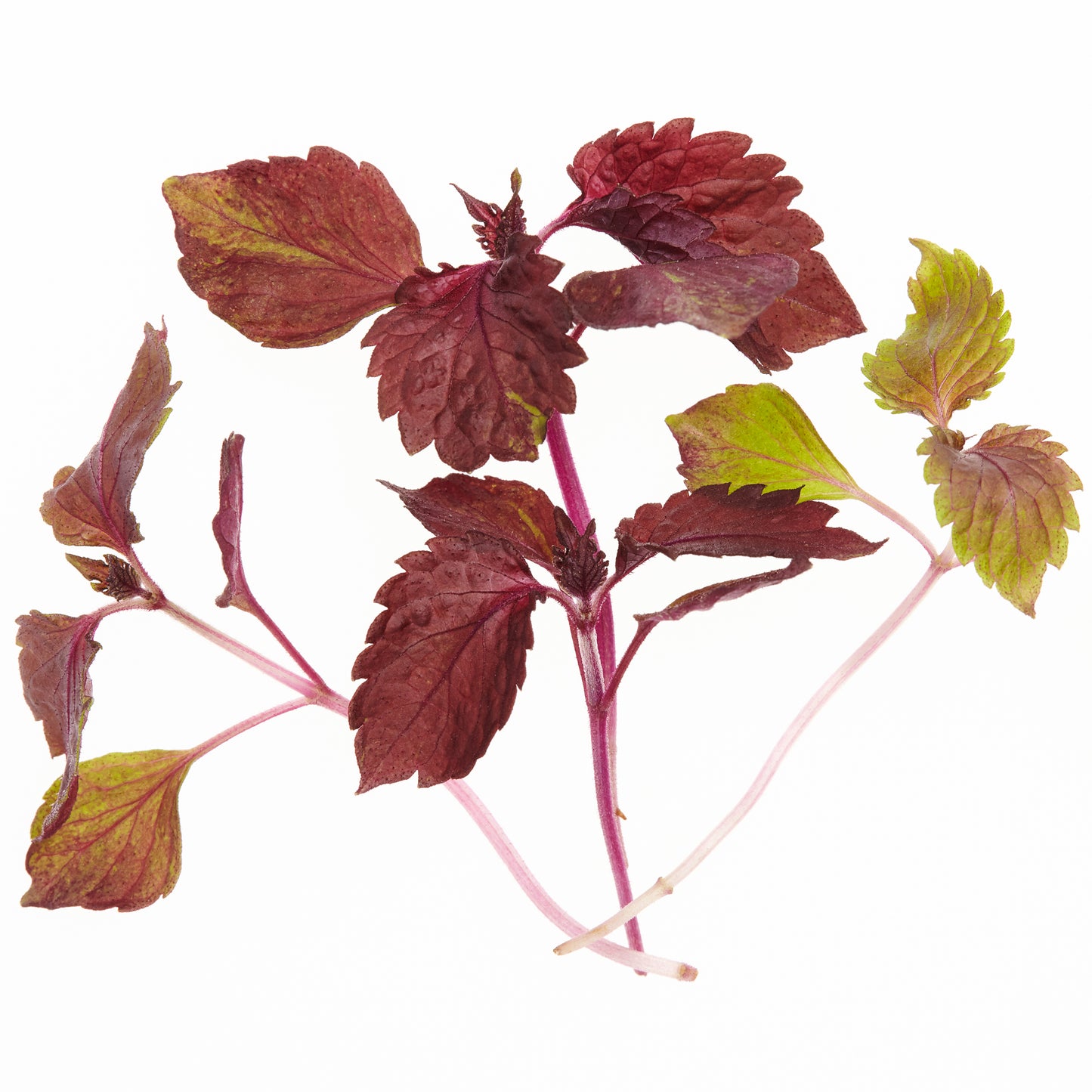 NEW MICRO HERBS SHISO PURPLE