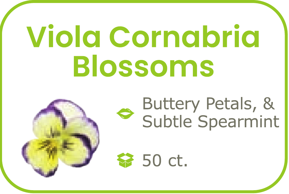 Viola Cornabria Blossoms - start from 09/15/2026