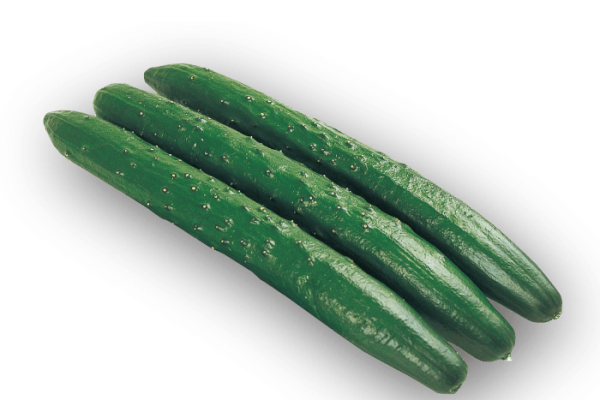 キュウリ CUCUMBER (JAPANESE SEED) GROW IN LA