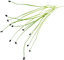 NEW MICRO HERBS ROCK CHIVES ロックチャイフ