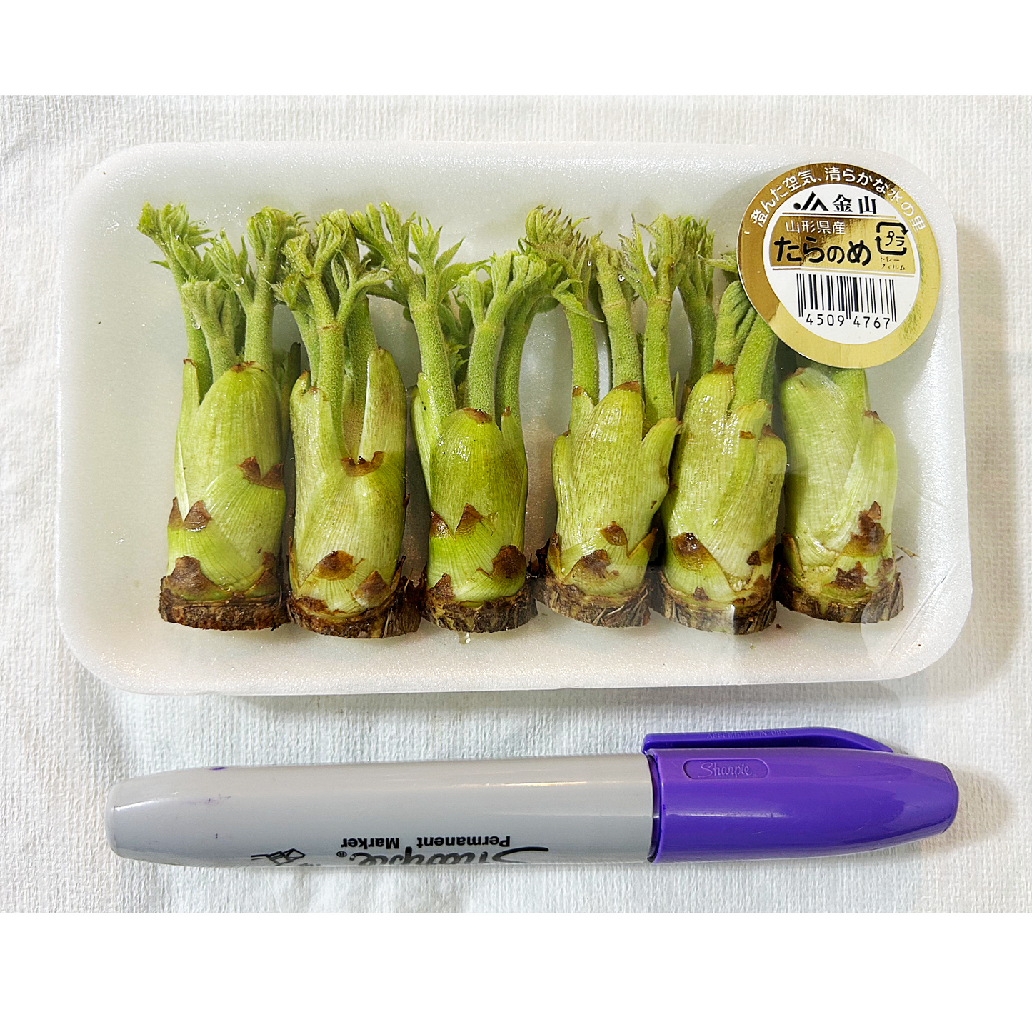 0 NEW たらの芽 TARA SPROUTS 1 PACK around 50G