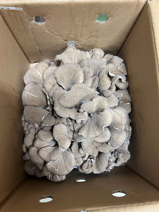 00 【JAPAN】 ORGANIC EXTRA LARGE MAITAKE MUSHROOM 舞茸 450G/ BOX
