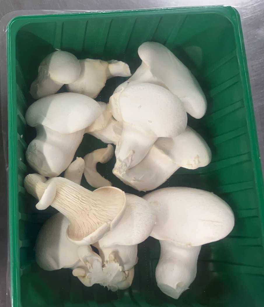 【USA】 ORGANIC ABALONE MUSHROOM 6OZ PACK