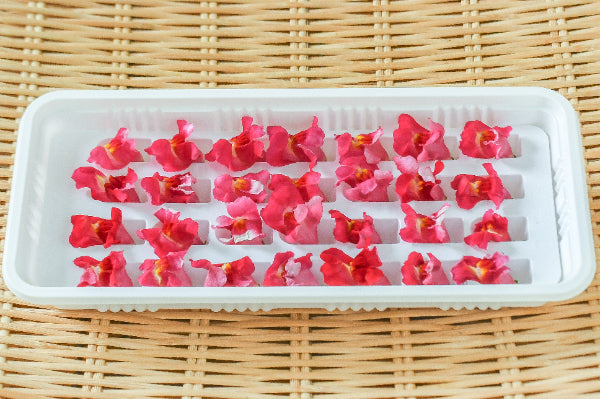 NEW 金魚草 赤 KINGYOSO RED 1 pack Edible Flowers