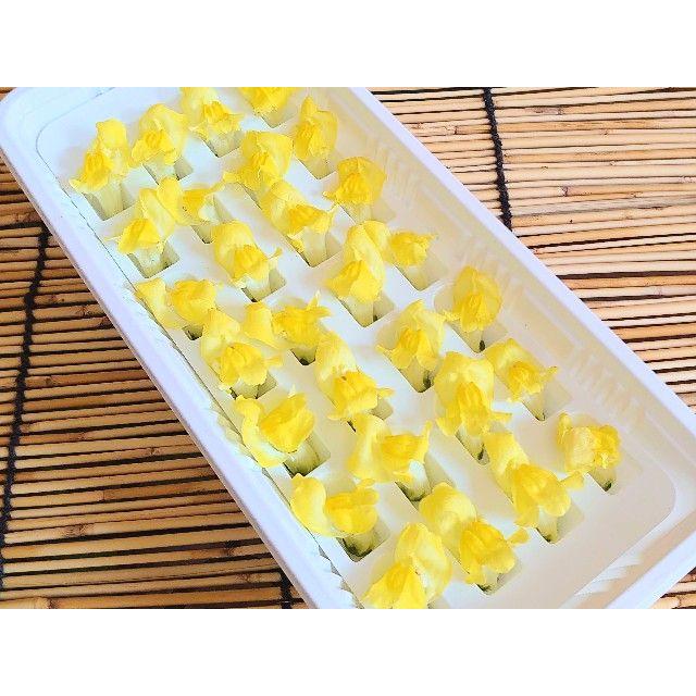 NEW 金魚草 黄 KINGYOSO YELLOW 1 pack Edible Flowers