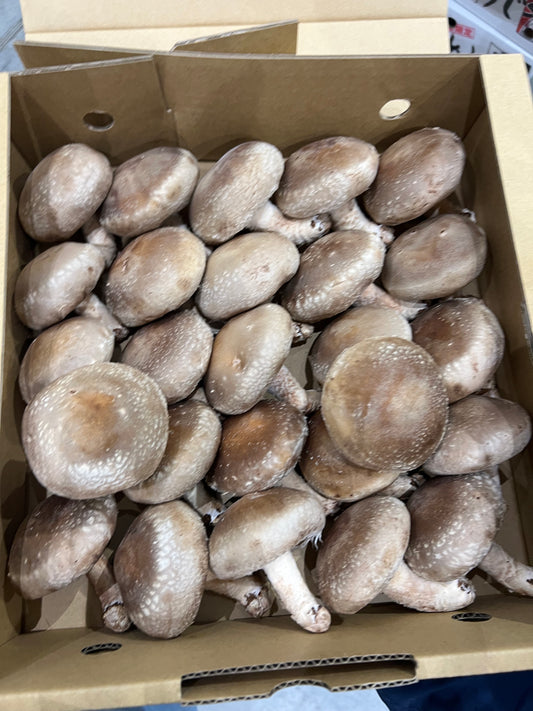 00 NEW 生どんこ椎茸（新潟県魚沼市）1kg／ケース　 donko shitake mushroom