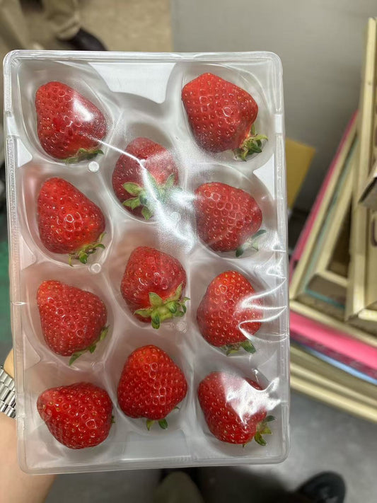 00 夏秋 いちご『彩夏』Summer-Fall Japanese Strawberry AYAKA 11p