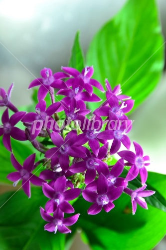 NEW EDIBLE FLOWERS ペンタス 紫 PURPLE 80G