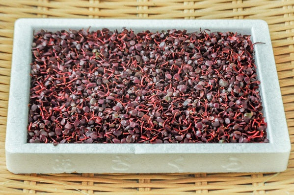 【日本産】 芽タデ　紅蓼（ベニタデ）BENITADE  40G