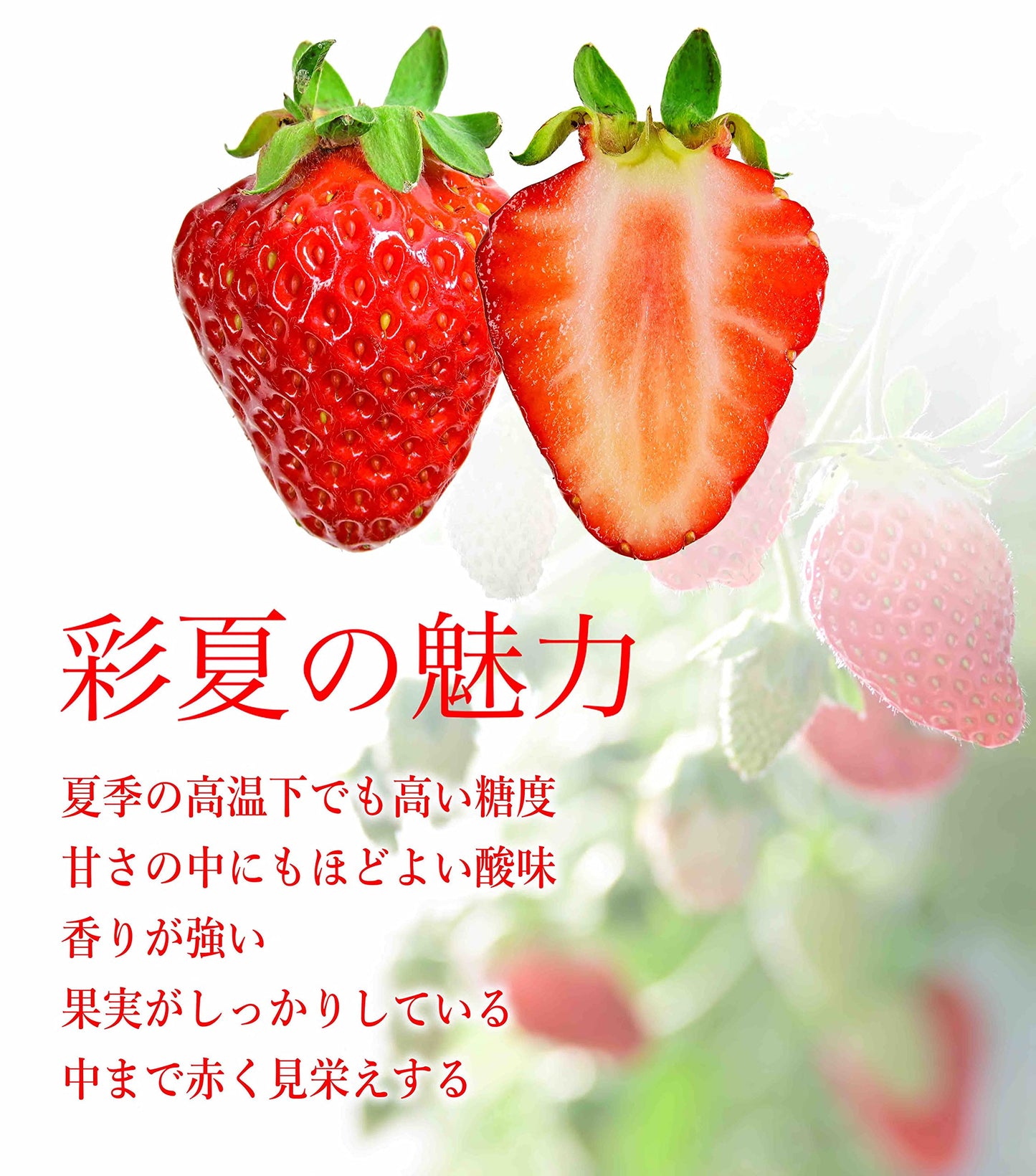 00 夏秋 いちご『彩夏』Summer-Fall Japanese Strawberry AYAKA 11p