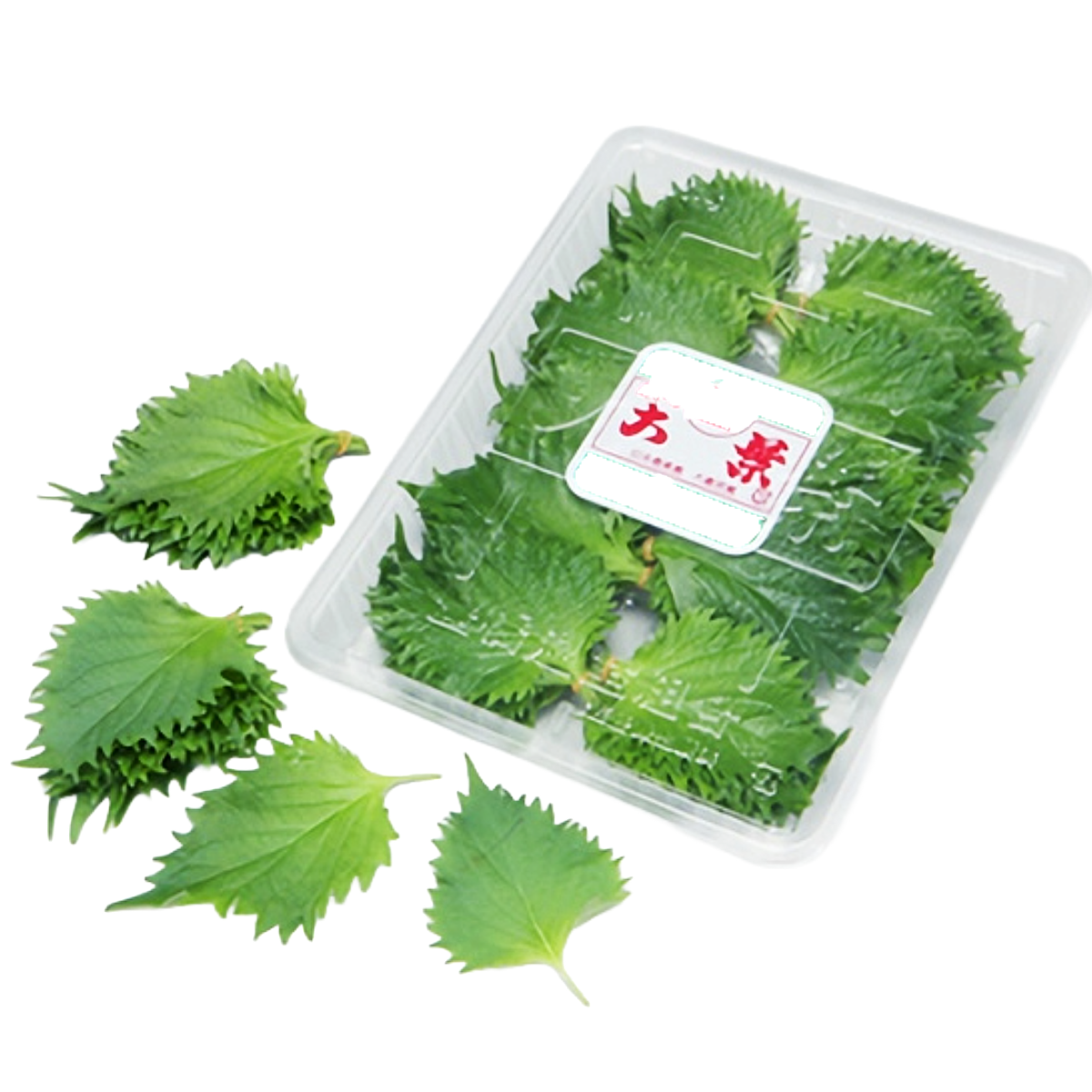 【日本産】大葉 OOBA JAPAN  1 PACK 70G
