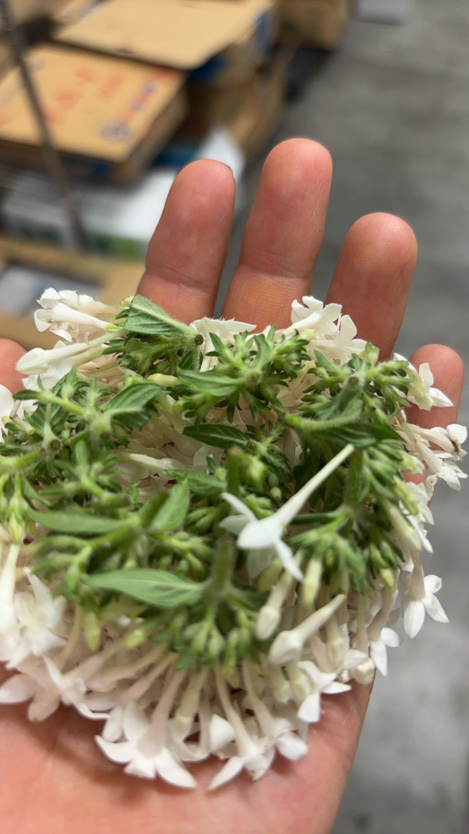 NEW EDIBLE FLOWERS ペンタス白 80G