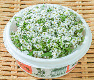 NEW EDIBLE FLOWERS エディブルフラワー（白）（アリッサム）Alyssum 80G