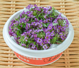 NEW EDIBLE FLOWERS エディブルフラワー（紫）（アリッサム）Alyssum 80G
