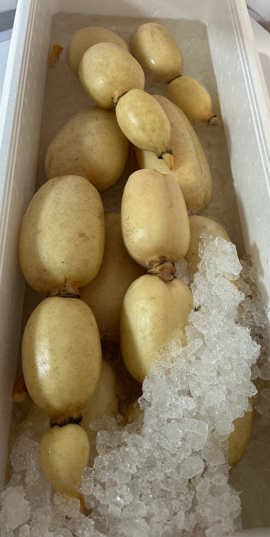 00日本産 新 生れんこん 4kg /ボックス FRESH LOTUS ROOTS 4KG BOX RENKON