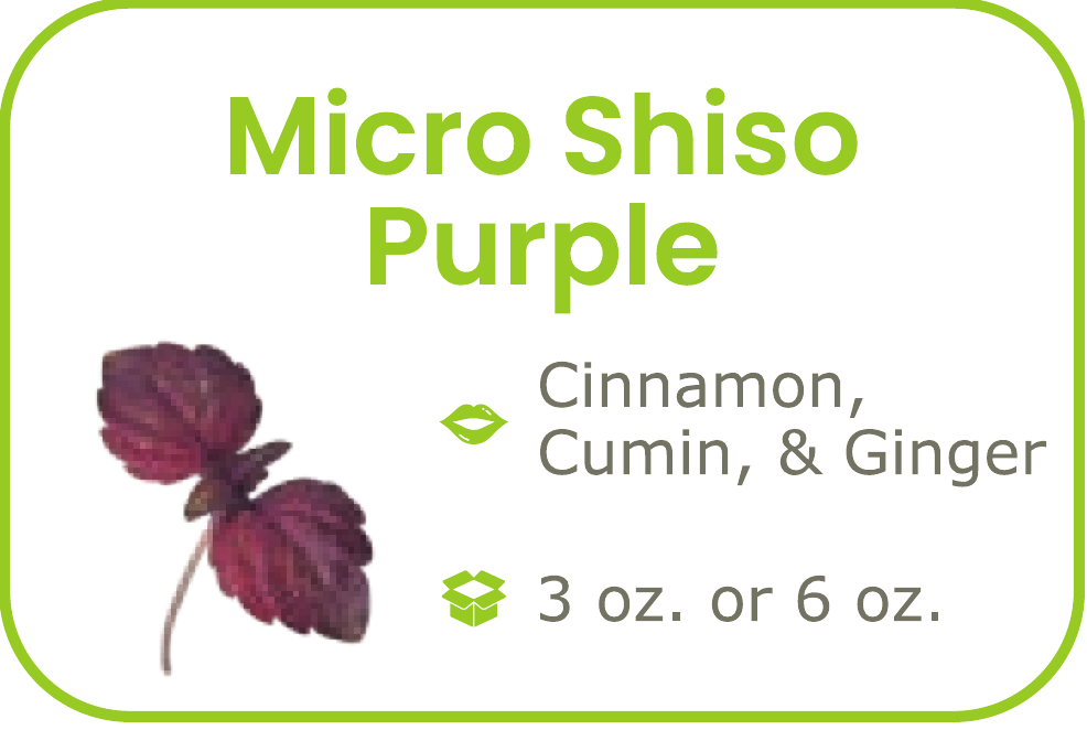 Micro Shiso Purple - start from 09/15/2026