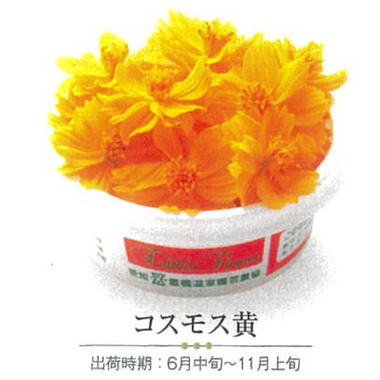 NEW EDIBLE FLOWERS コスモス黄 80G out of season