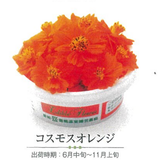 NEW EDIBLE FLOWERS コスモス　オレンジ 80G out of season