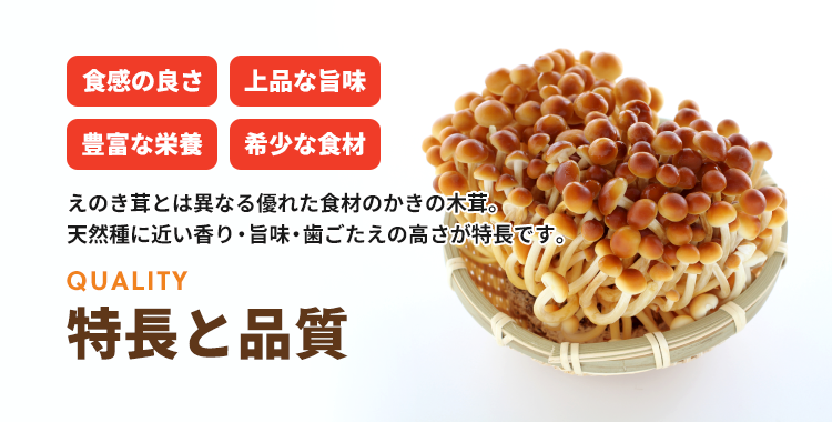 柿の木茸 かきのきたけ 100g TAKE