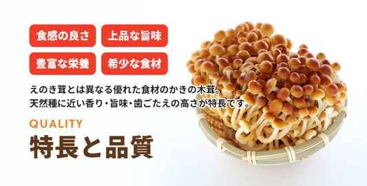 柿の木茸 かきのきたけ 100g TAKE