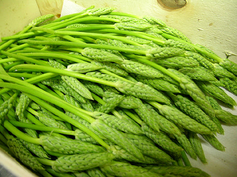 00　アスパラソバージュ Korenaar asparagus wild asparagus 1kg