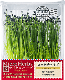 NEW MICRO HERBS ROCK CHIVES ロックチャイフ