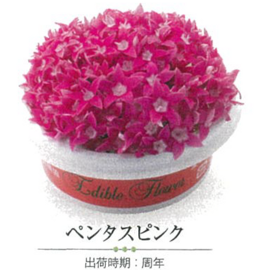 NEW EDIBLE FLOWERS ペンタス　ピンク 80G