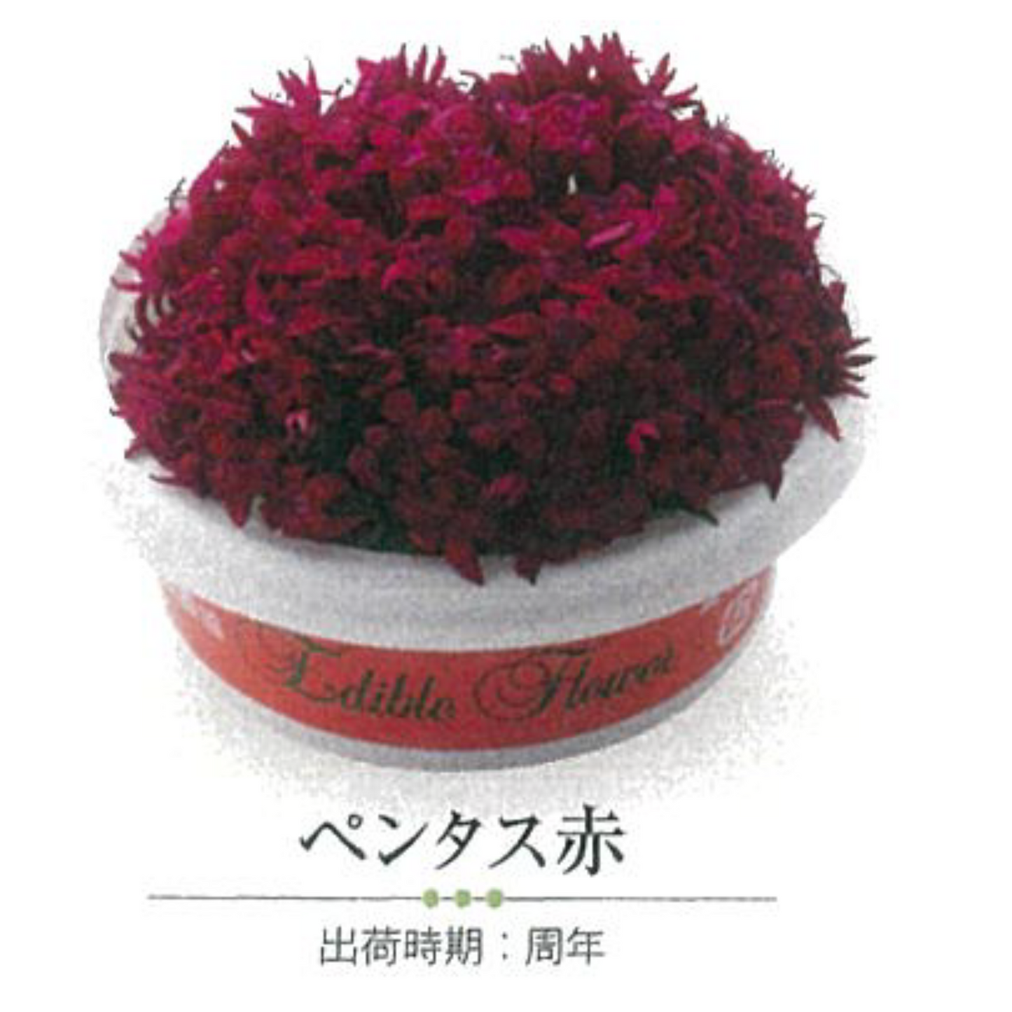 NEW EDIBLE FLOWERS ペンタス 紫 PURPLE 80G