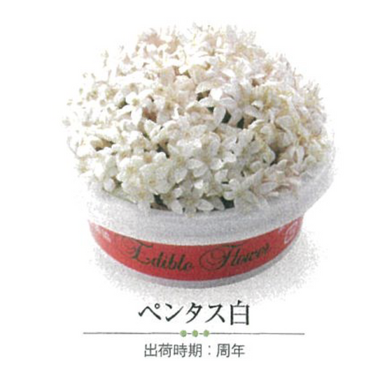 NEW EDIBLE FLOWERS ペンタス白 80G