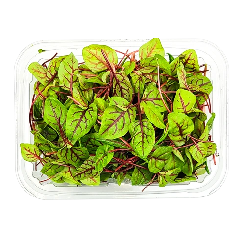 Red Veined Sorrel Leaves- start from 09/15/2026