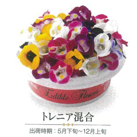 NEW EDIBLE FLOWERS トレニア混合 MIX 80G