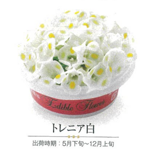 NEW EDIBLE FLOWERS トレニア白  80G