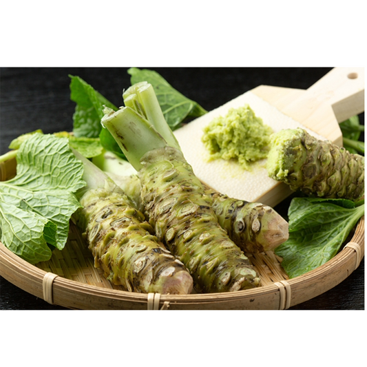 山葵 わさび WASABI  SIZE XL (Sell by-the-pound rates)